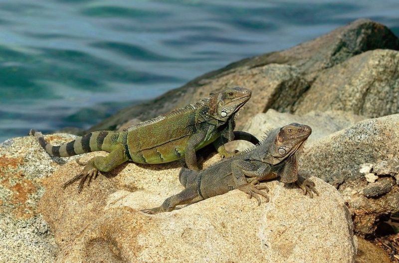 Ivacy VPN aruba vpn Ivacy VPN