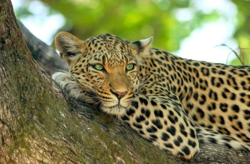 botswana vpn Ivacy VPN