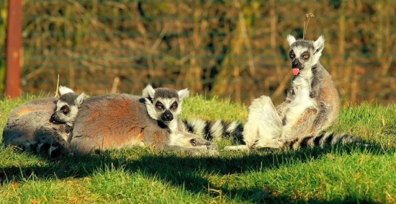 madagascar vpn Ivacy VPN