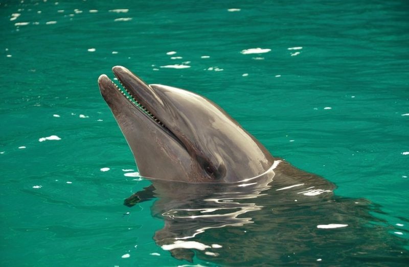 micronesia vpn Ivacy VPN