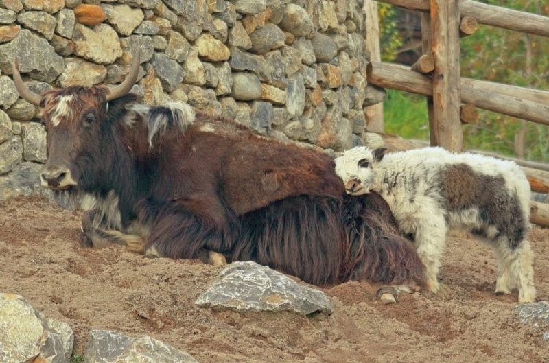 mongolia vpn Ivacy VPN