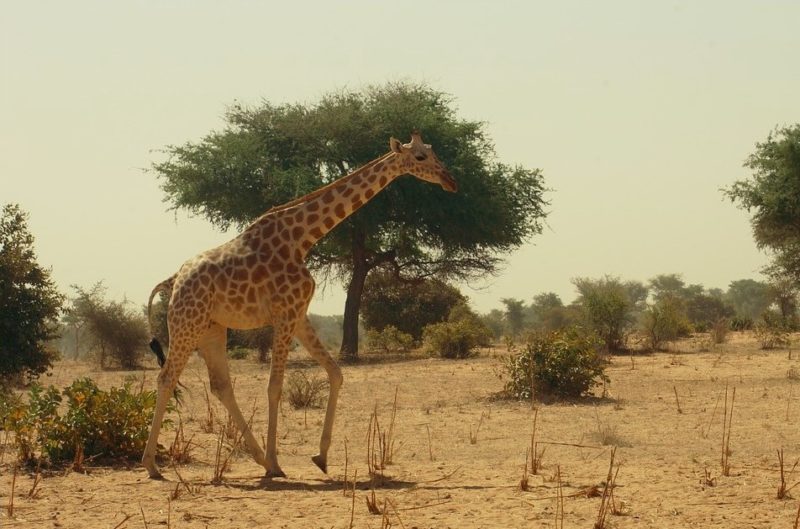 Ivacy VPN niger vpn Ivacy VPN